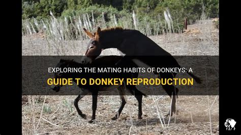 donkey mating with donkey|Exploring The Mating Habits Of Donkeys: A Guide To Donkey Reproduct.